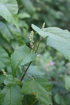 صورة Mallotus oppositifolius (Geiseler) Müll. Arg.