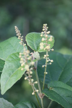 Image of Mallotus oppositifolius (Geiseler) Müll. Arg.