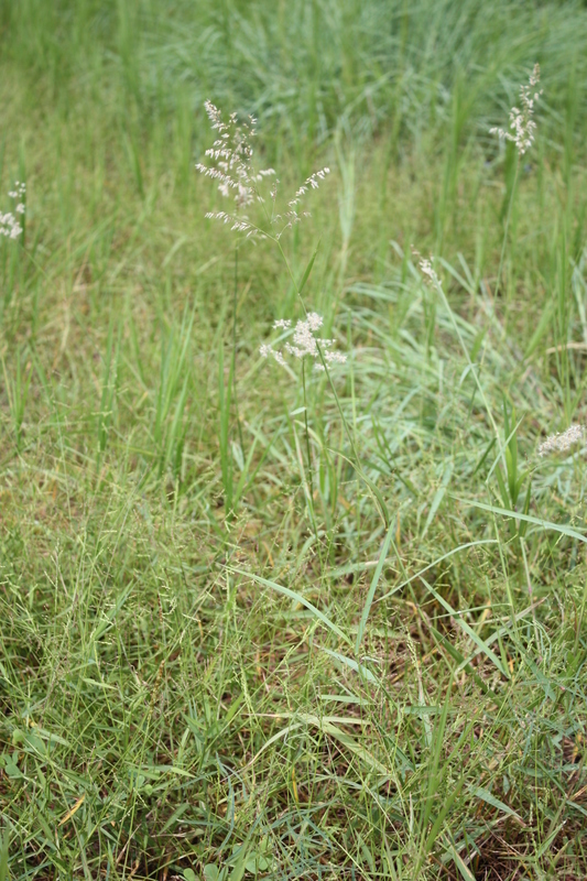 Image of Creeping Molasses Grass