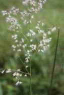 Image of Creeping Molasses Grass