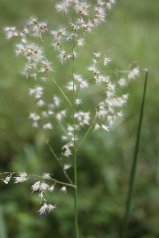 Image of Creeping Molasses Grass