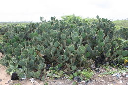 Image of Opuntia stricta var. dillenii (Ker Gawl.) L. D. Benson