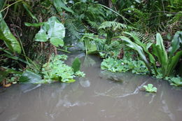 Image of water lettuce