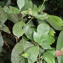 Image of Psychotria vogeliana Benth.