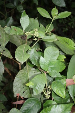 Image of Psychotria vogeliana Benth.