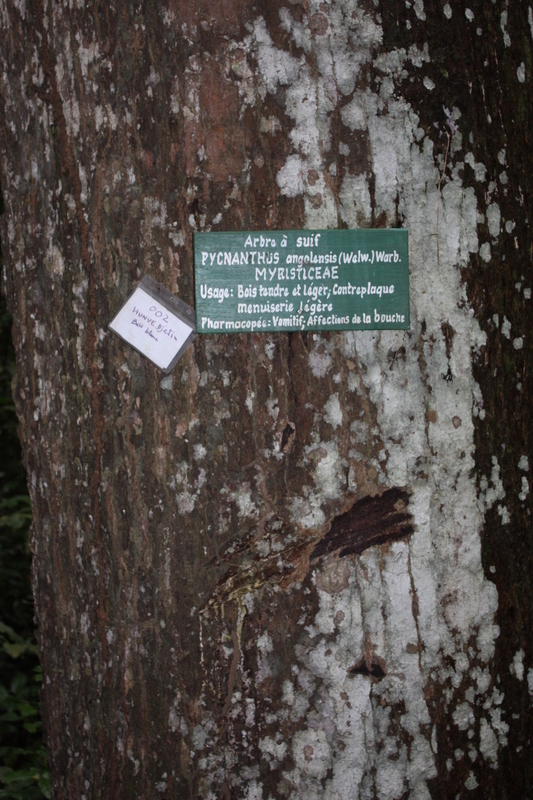 Pycnanthus angolensis (rights holder: Marco Schmidt)