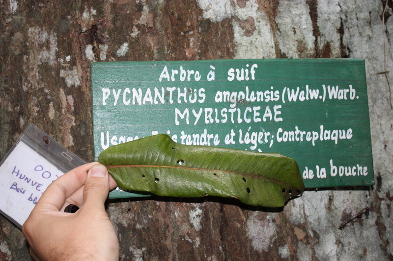 Image of Pycnanthus angolensis (Welw.) Exell