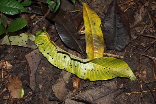 صورة Pycnanthus angolensis (Welw.) Exell