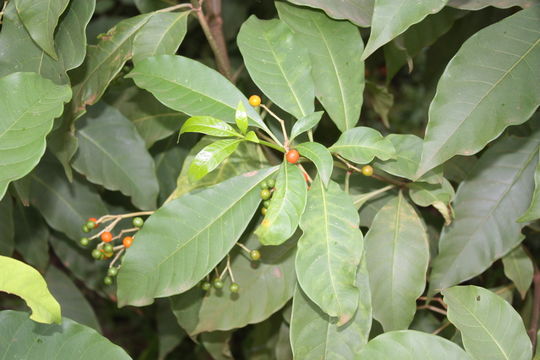 Image of poison devil's-pepper