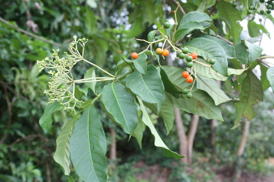 Image of poison devil's-pepper