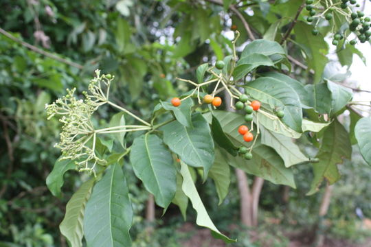 Image of poison devil's-pepper