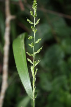 Image of East Indian bristlegrass