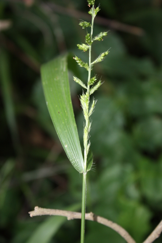 Image of East Indian bristlegrass