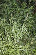 Image of East Indian bristlegrass