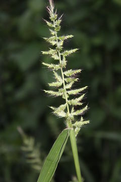 Image of East Indian bristlegrass