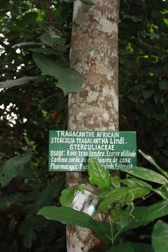 Image of Gum Tragacanth