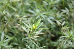 Image de Stylosanthes erecta P. Beauv.