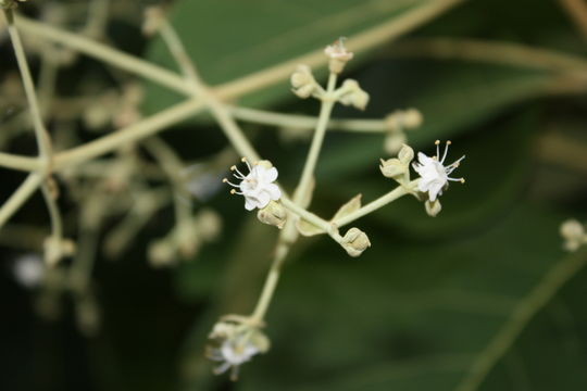 Image of common teak