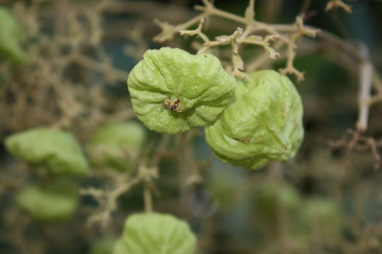 Image of common teak