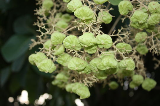 Image of common teak