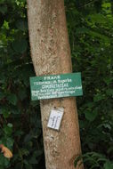 Image of superb terminalia