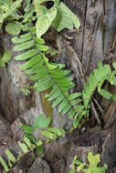 Image of giant swordfern