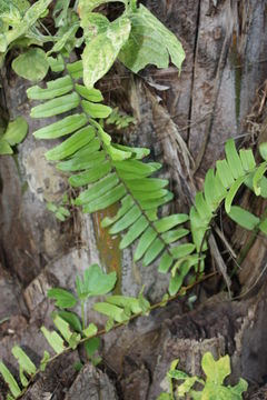 Слика од Nephrolepis biserrata (Sw.) Schott