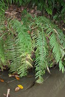 Image of giant swordfern