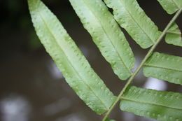 Image of giant swordfern