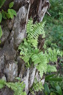 Image of giant swordfern