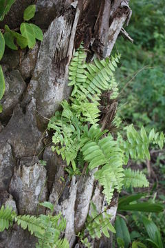 Image of giant swordfern