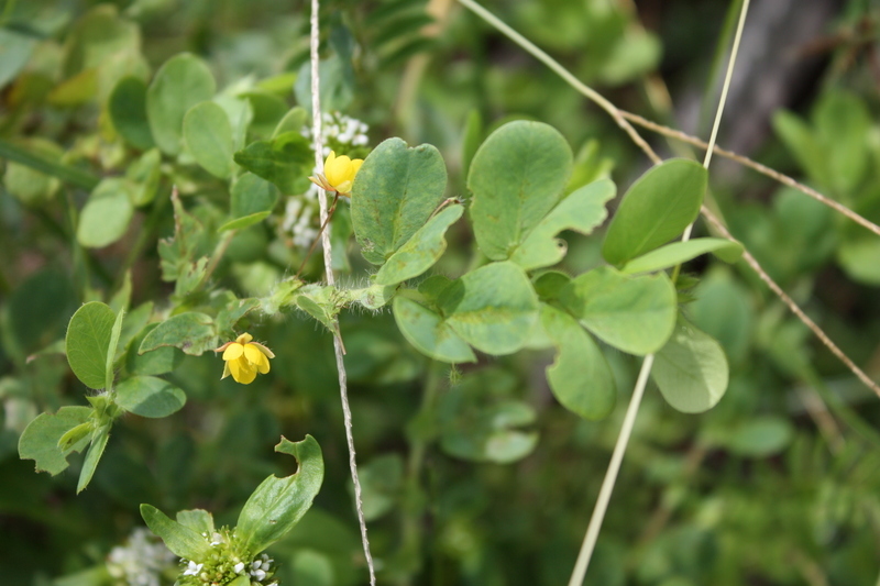 Image of roundleaf sensitive pea