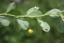 Image of roundleaf sensitive pea