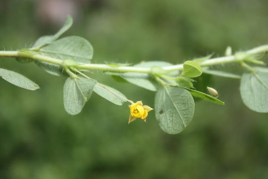 Imagem de Chamaecrista rotundifolia (Pers.) Greene