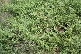 Image of roundleaf sensitive pea