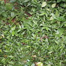 Image of Long-Leaf Basket Grass