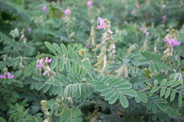 Tephrosia villosa (L.) Pers.的圖片