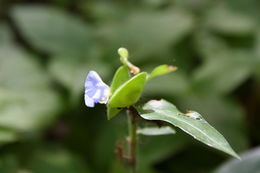 Image of African Dayflower