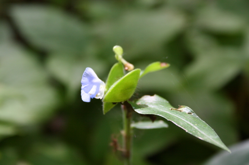 Image of African Dayflower