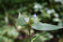 Image of African Dayflower