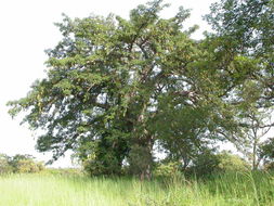 Image of African Baobab