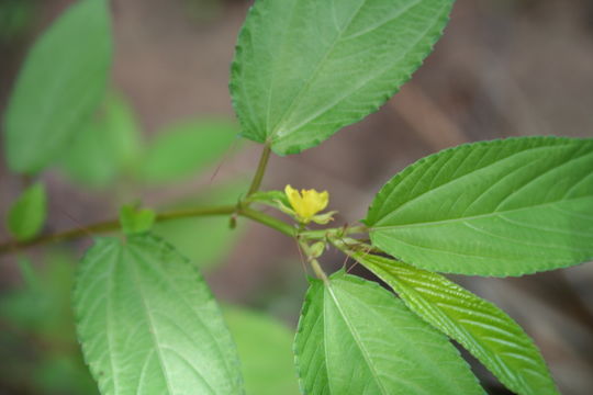 Imagem de Corchorus olitorius L.