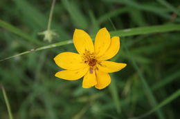 Image of Bidens borianiana (Sch. Bip. ex Schweinf.) Cufod.