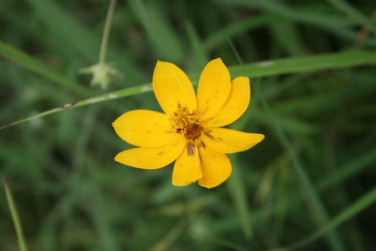 Image of Bidens borianiana (Sch. Bip. ex Schweinf.) Cufod.