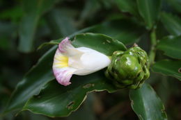 Imagem de Costus lucanusianus J. Braun & K. Schum.