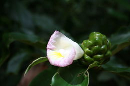 Imagem de Costus lucanusianus J. Braun & K. Schum.