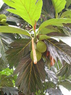 Image de <i>Artocarpus camansi</i>