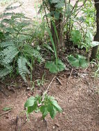 Image of Costus spectabilis (Fenzl) K. Schum.