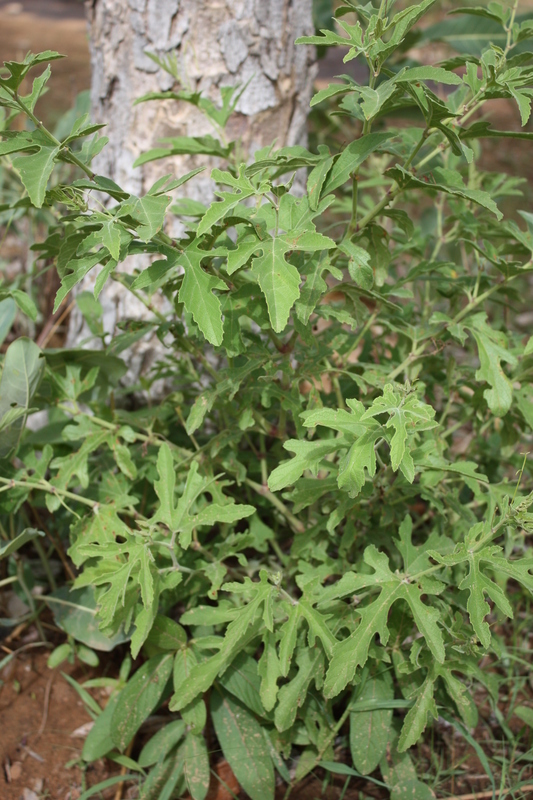 Image of Cissus palmatifida (Bak.) Planch.