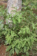 Image of Cissus palmatifida (Bak.) Planch.